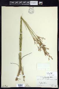 Juncus brevicaudatus image