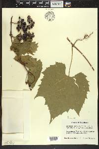 Vitis riparia image