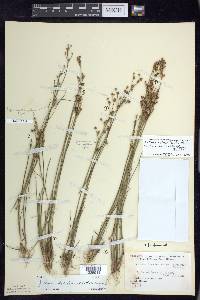 Juncus brevicaudatus image