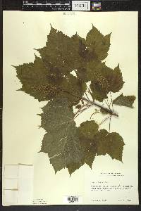 Acer spicatum image