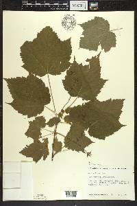 Acer spicatum image