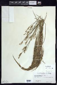 Juncus brevicaudatus image