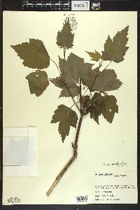 Acer spicatum image