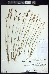 Juncus brevicaudatus image