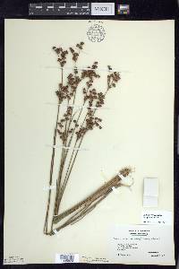 Juncus brevicaudatus image