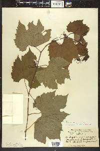 Vitis riparia image