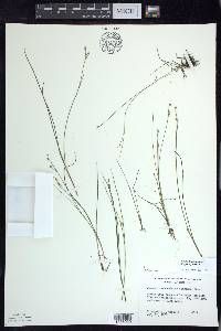 Juncus brevicaudatus image