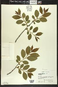 Rhamnus alnifolia image