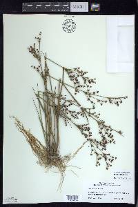 Juncus brachycephalus image