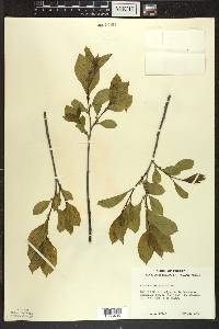 Rhamnus alnifolia image