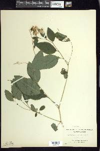 Impatiens pallida image