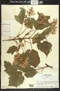 Acer spicatum image