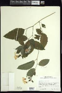 Impatiens pallida image