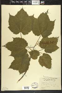 Acer spicatum image