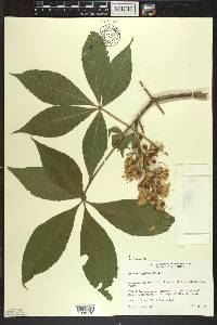 Aesculus glabra image