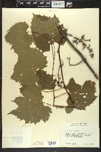 Vitis riparia image