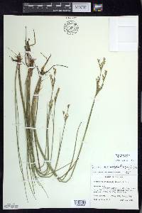 Juncus brevicaudatus image