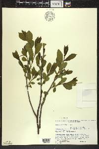 Rhamnus alnifolia image