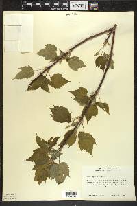 Acer spicatum image