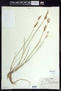 Juncus brevicaudatus image