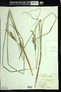 Carex aquatilis var. aquatilis image