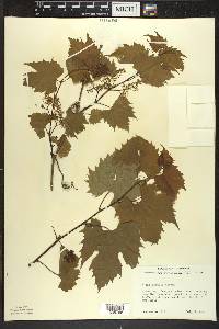 Vitis riparia image