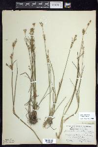 Juncus brevicaudatus image