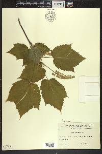 Acer spicatum image