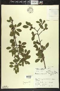 Rhamnus cathartica image