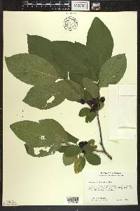 Rhamnus alnifolia image