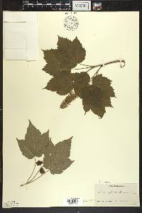 Acer spicatum image