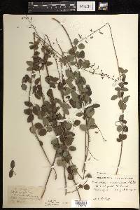 Desmodium marilandicum image