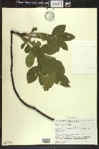 Rhamnus alnifolia image