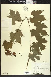 Vitis riparia image