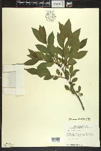 Rhamnus alnifolia image