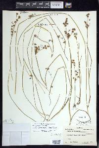 Juncus brevicaudatus image