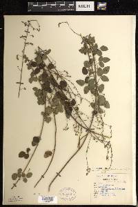 Desmodium marilandicum image