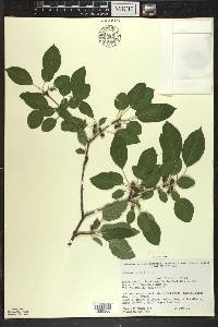 Rhamnus cathartica image