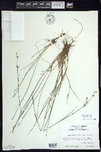 Juncus brevicaudatus image