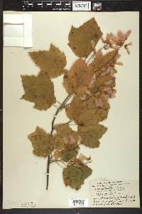 Acer spicatum image