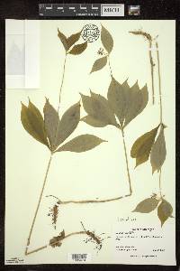 Medeola virginiana image