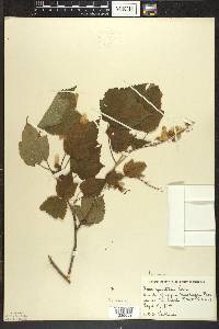 Acer spicatum image