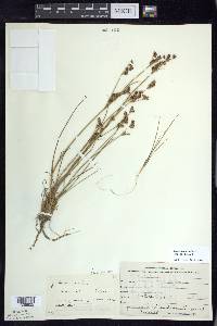 Juncus brevicaudatus image