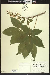 Aesculus glabra image