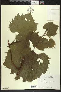 Vitis riparia image