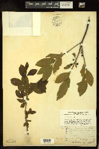 Rhamnus alnifolia image