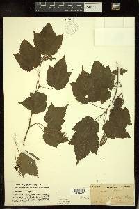 Acer spicatum image