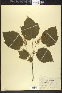 Acer spicatum image