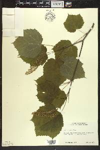 Acer spicatum image