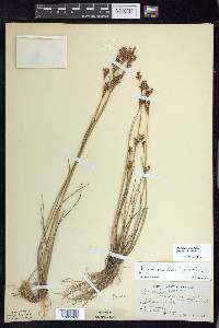 Juncus brevicaudatus image